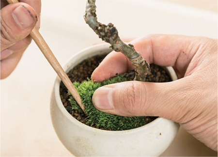 Using a chopstick at the edge of the moss to hold it in place press the moss - photo 20