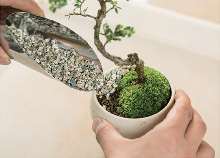 Use a scoop to add in ornamental gravel Maifan stones over areas where the - photo 22