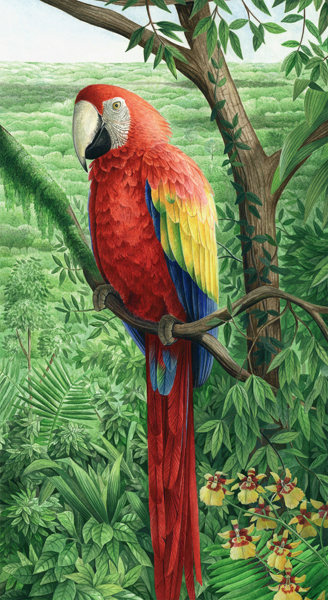 Rainforest Gouache on paper 38 x 20cm 15 x 8in This picture of a scarlet - photo 3