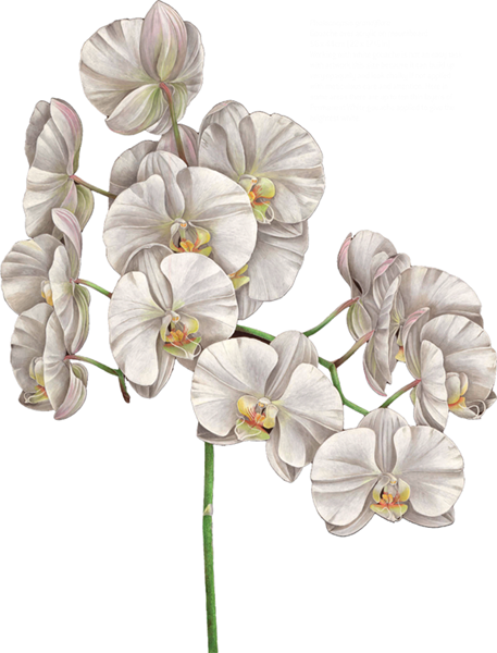 Phalaenopsis grandiflora Gouache over acrylic on mountboard 56 x 44cm 22 x - photo 5