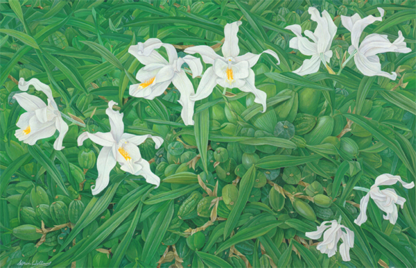 Coelogyne cristata Gouache on paper 25 x 40cm 10 x 15in This painting took - photo 8