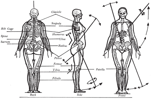 THE FEMALE SKELETON THE MALE SKELETON SIMPLE ANATOMY Before you start - photo 2