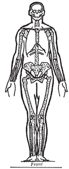 THE MALE SKELETON SIMPLE ANATOMY Before you start to sketch figures with any - photo 3