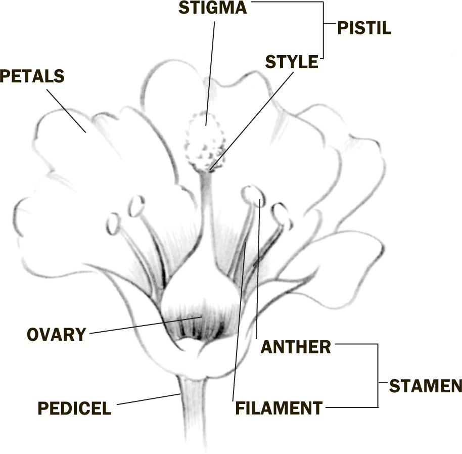 The diagram here illustrates the various shapes of the flower parts which you - photo 13