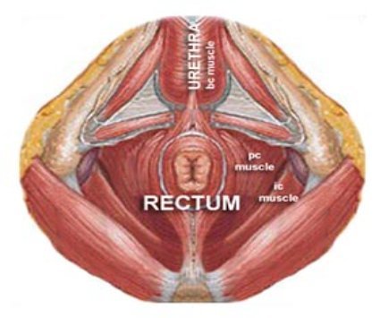 Diagram showing PC muscles 4 What Are Kegel Exercises Kegel exercises are - photo 3