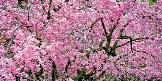 The fleeting embace of hanging cherry blossoms in Heian Jingu Shrine garden - photo 2