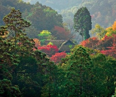 The sumptuous fall foliage of Kyotos northeastern mountains Wet-field rice - photo 13