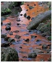 Maple leaves captured by a stream The principles of yinyang at - photo 15