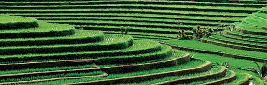 Rice terraces are irrigated by an elaborate network of man-made channels - photo 7