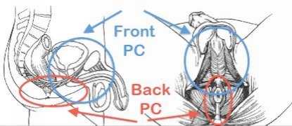 Front Pubococcygeus muscles we use them to prevent inflowing of urine until - photo 7