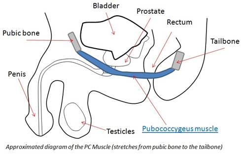 The PC muscle is comprised of fast-twitch muscle fibers These muscles are - photo 1