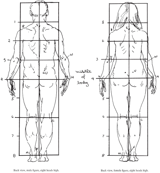 Proportions at various ages - photo 7