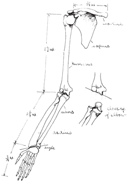 The shoulder socket is made up of two bones the clavicle collarbone in front - photo 13