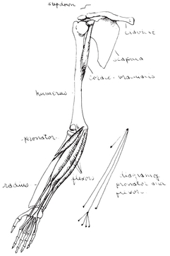 There is a slight drop or stepdown where the clavicle meets the scapula The - photo 14