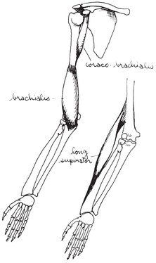 The muscle attached to the lower front of the humerus and the ulna is called - photo 15