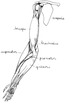 The largest muscle on the front of the arm is the biceps It has two heads that - photo 16