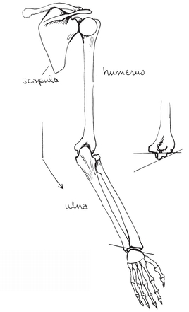 The ball of the humerus fits into the shoulder socket of the scapula Note that - photo 18