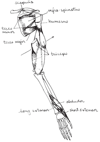 On the back of the scapula are two overlapping muscles that attach to the head - photo 19