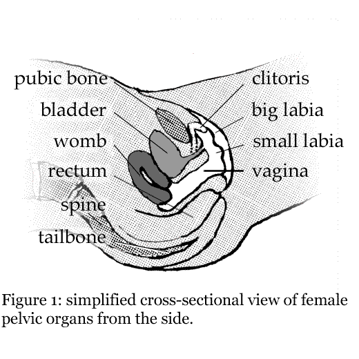 Figure 1 is self-explanatory The woman is lying on her back facing up I have - photo 2