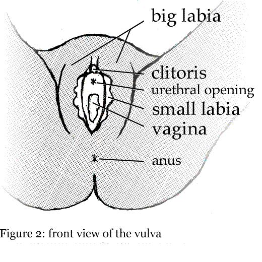 The urethra is the exit from the bladder Vulva refers to the whole of the - photo 3