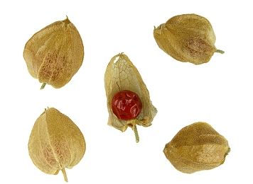 Ashwagandha has been used for centuries to improve sexual stamina in men It - photo 47