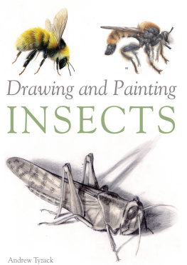 Andrew Tyzack Drawing and Painting Insects