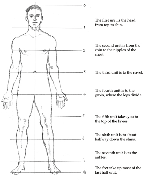 HUMAN PROPORTIONS Human Head Measures Most human heads are of the proportions - photo 17