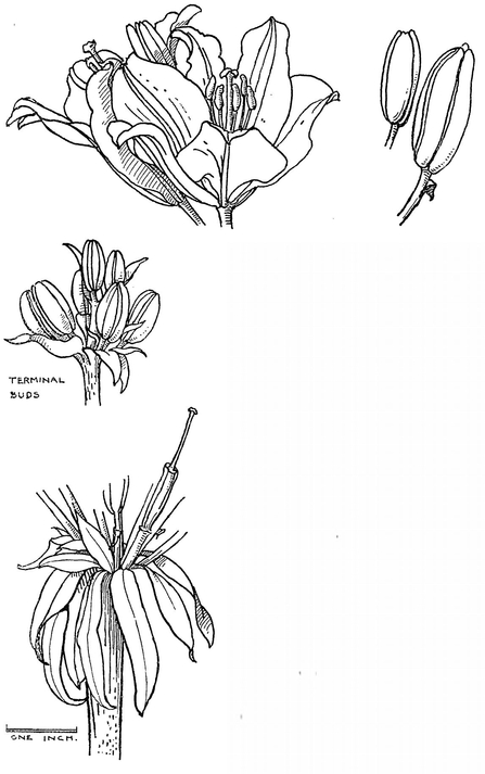 IN a pyramidal cluster at the summit of a round erect stem growing three to - photo 15