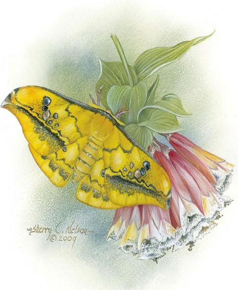 Painting Butterflies Blooms with Sherry C Nelson - image 1