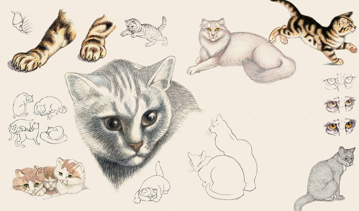 CLASSIC SKETCHBOOK CATS SECRETS OF OBSERVATIONAL DRAWING - photo 2