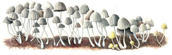 The trooping crumble cap fungus or fairies bonnets Coprinus disseminatus syn - photo 6