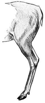 The deer digitigrade has the calcaneum the point of the hock in the horse - photo 7