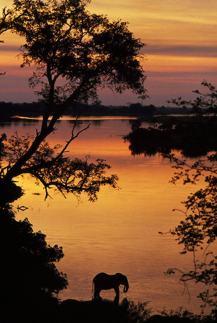 Chobe National Park Botswana During the dry season 50000 Kalahari elephants - photo 6