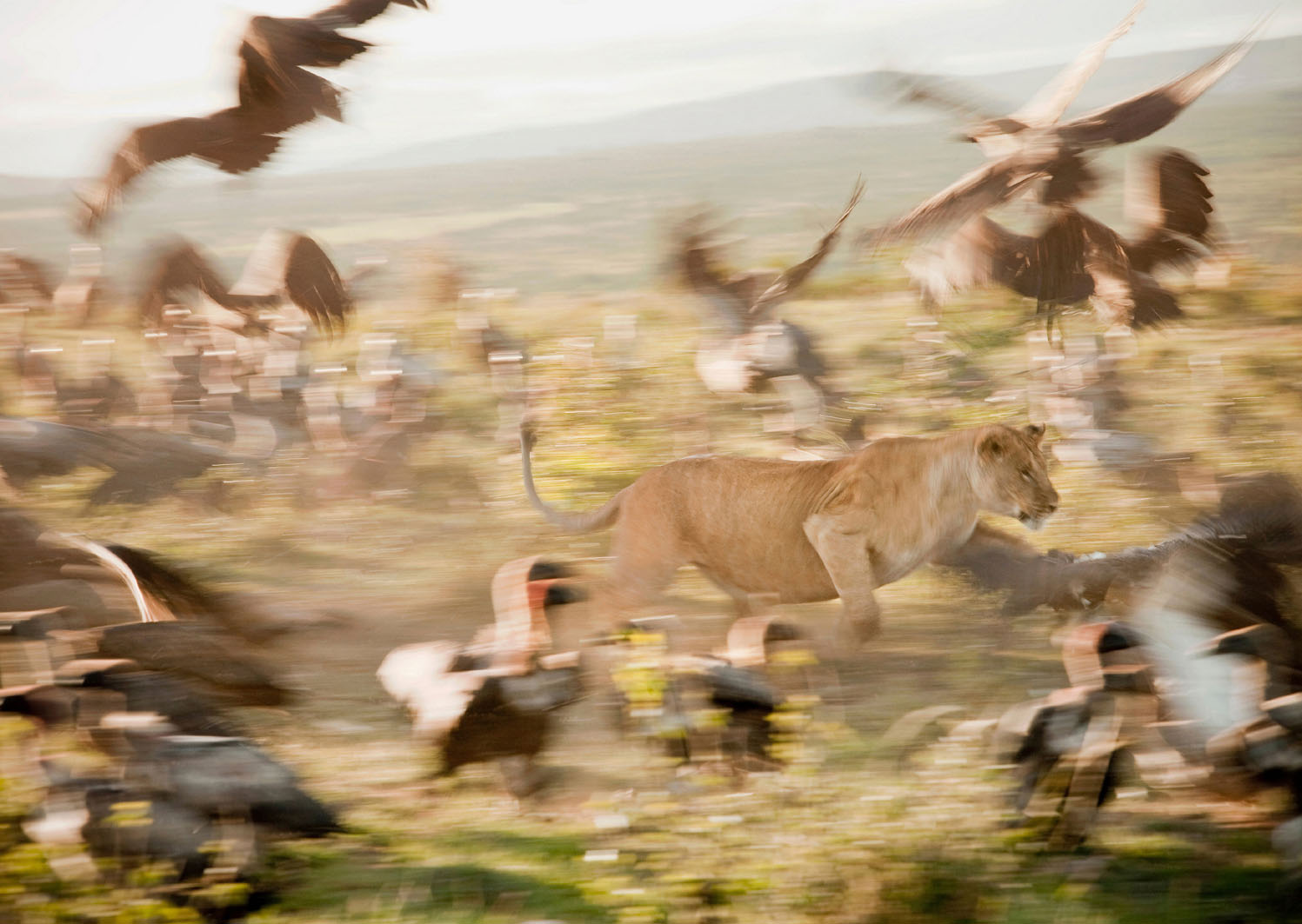 Cottars Conservancy Kenya Its never wise to get between a lioness and her - photo 20