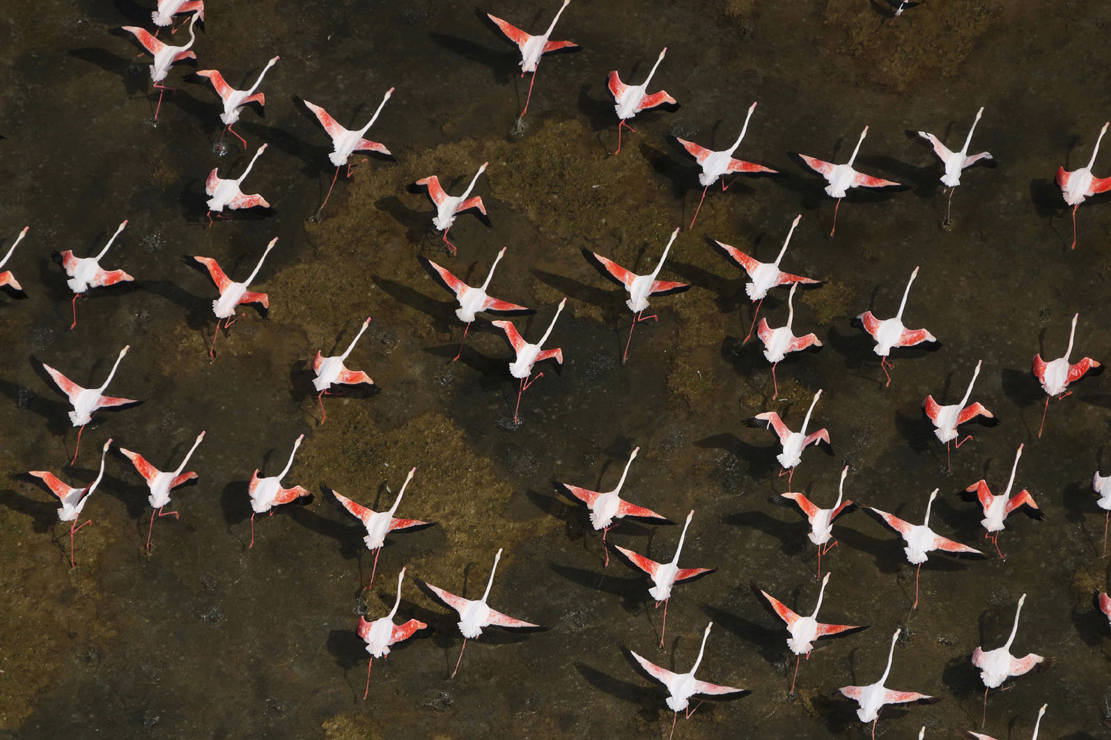 South Africa Lesser flamingos are the most numerous of six species and they - photo 19