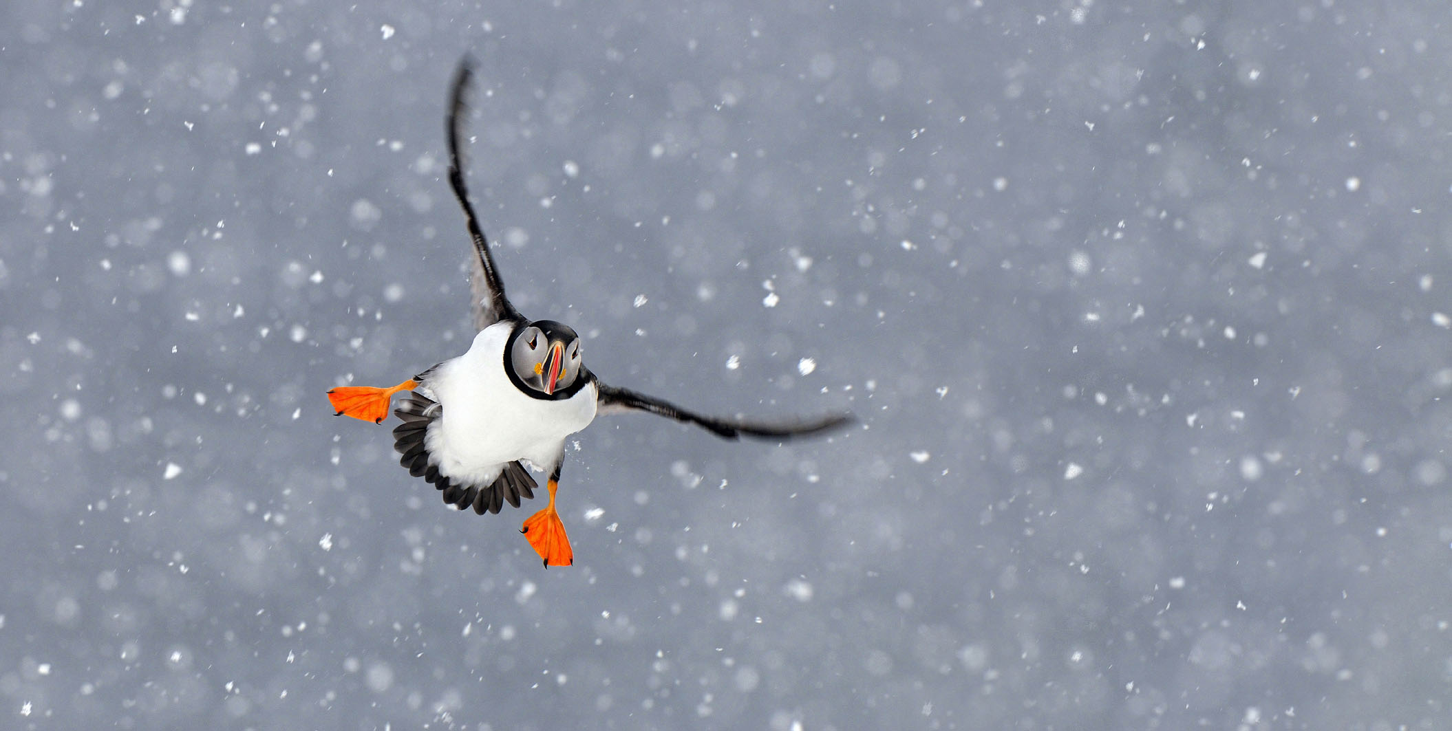 Puffin in a snowstorm Norway Jan Vermeer Getty Images ITS A WILD WORLD - photo 2