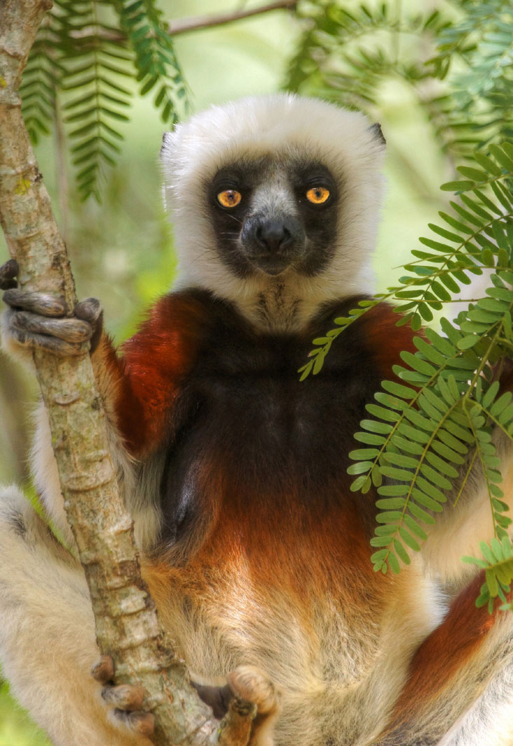 Madagascar Endemic to east Madagascan rainforests this endangered and large - photo 8