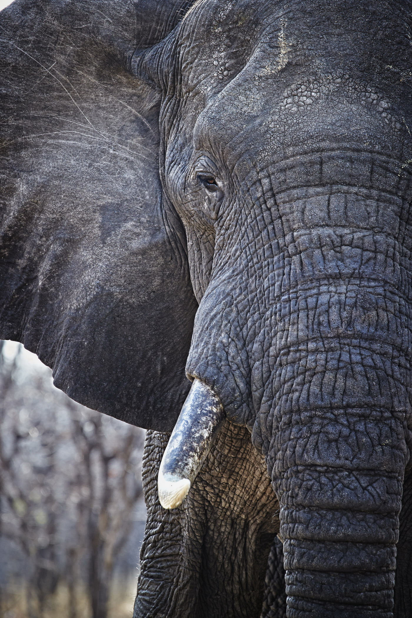 Southern Malawi Over 900 African elephants call bio-diverse Liwonde home - photo 18