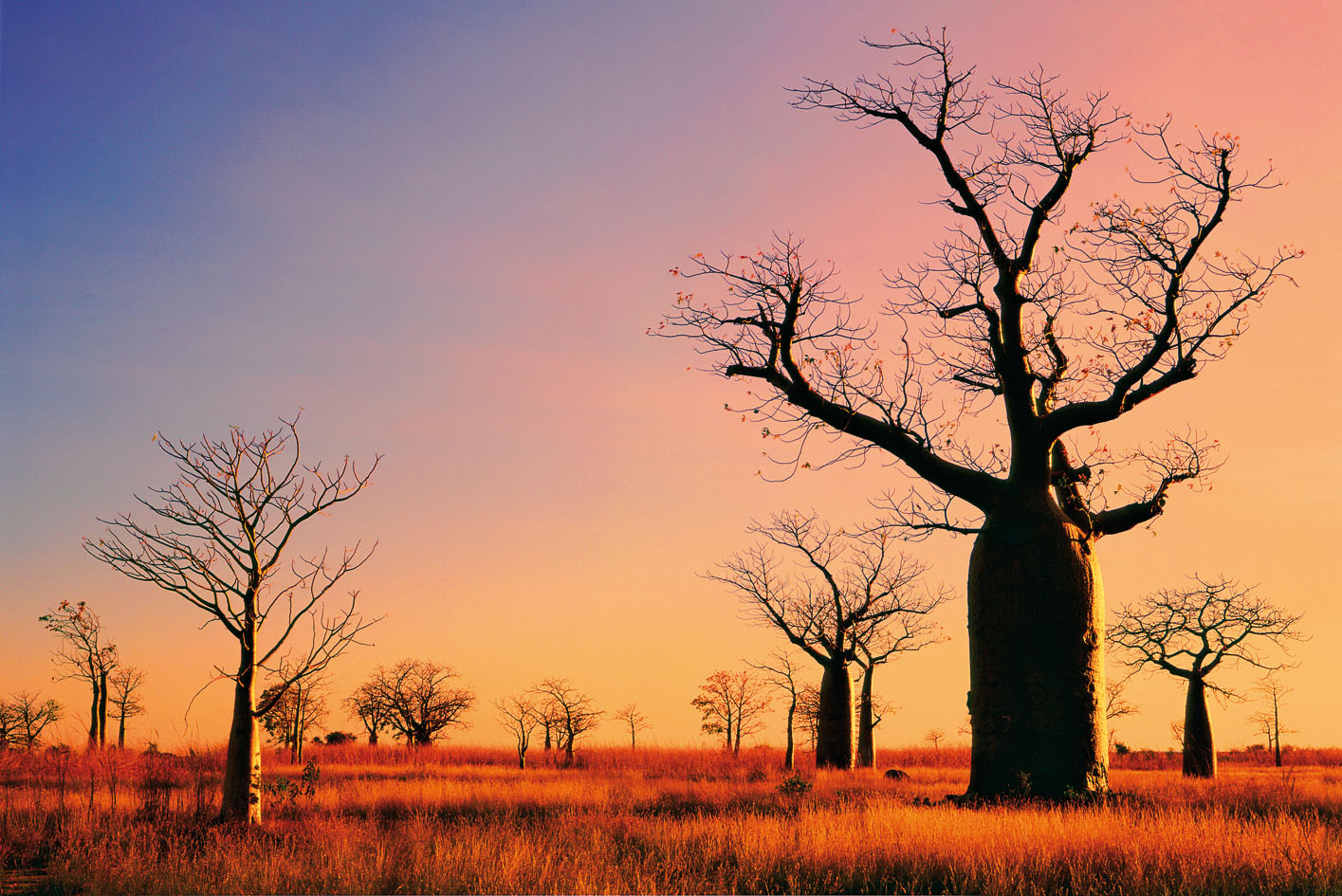 Western Australia These bulbous trees live throughout the Kimberley For - photo 17