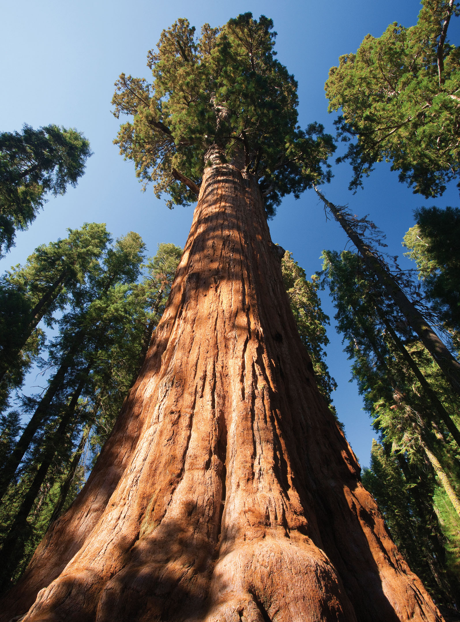 California USA The General Sherman Tree a sequoia found in Californias - photo 6