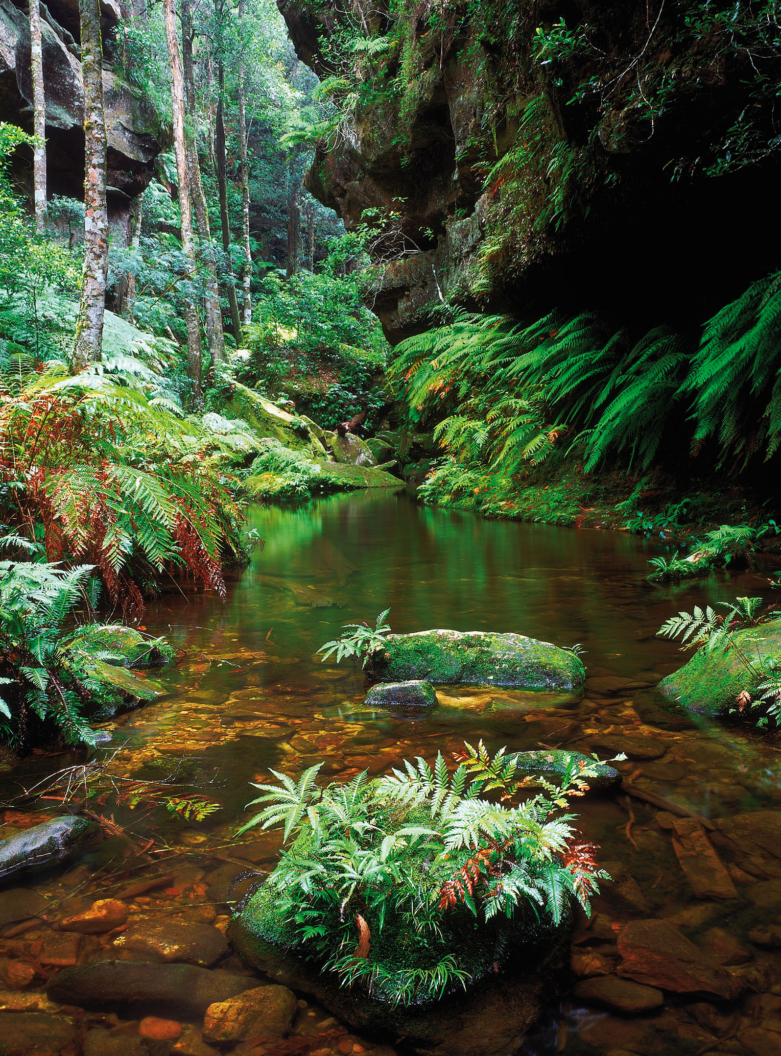 New South Wales Australia The Blue Mountains National Park 80km west of - photo 14