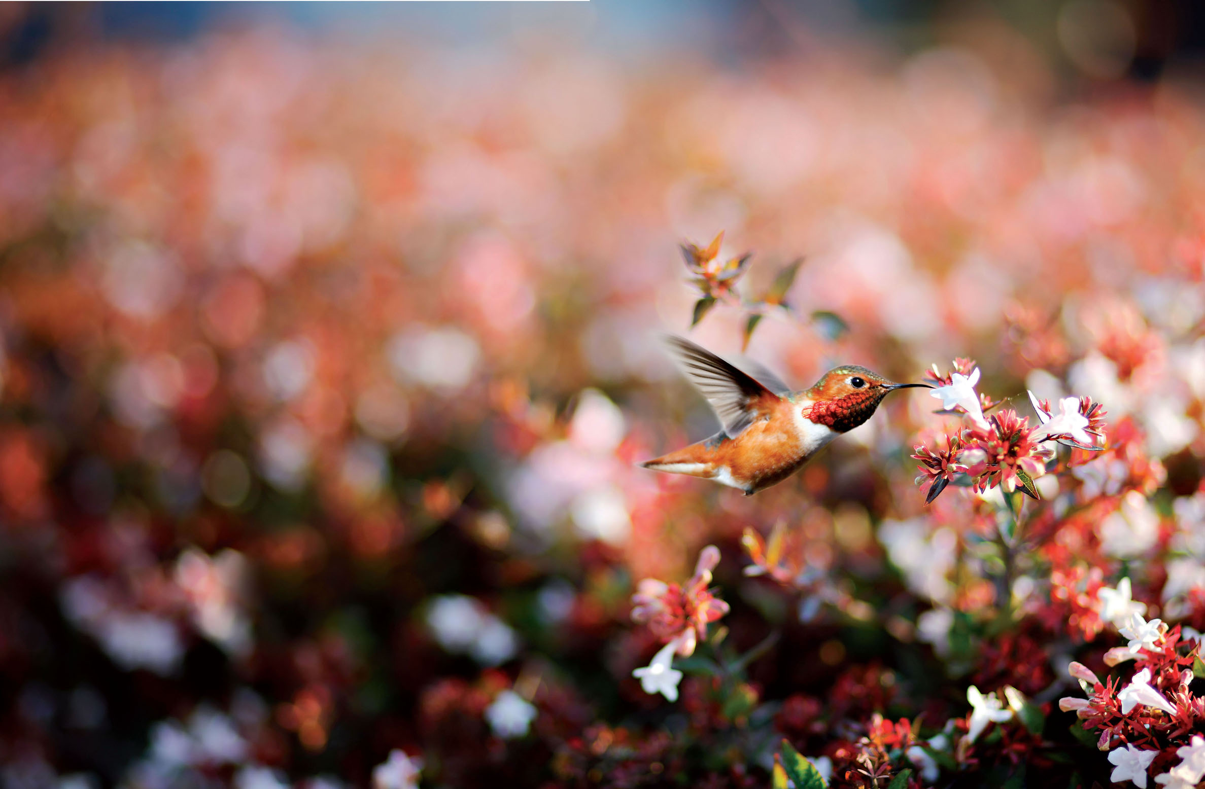 Rufous hummingbird California USA Rufous hummingbirds here seen feeding on - photo 2