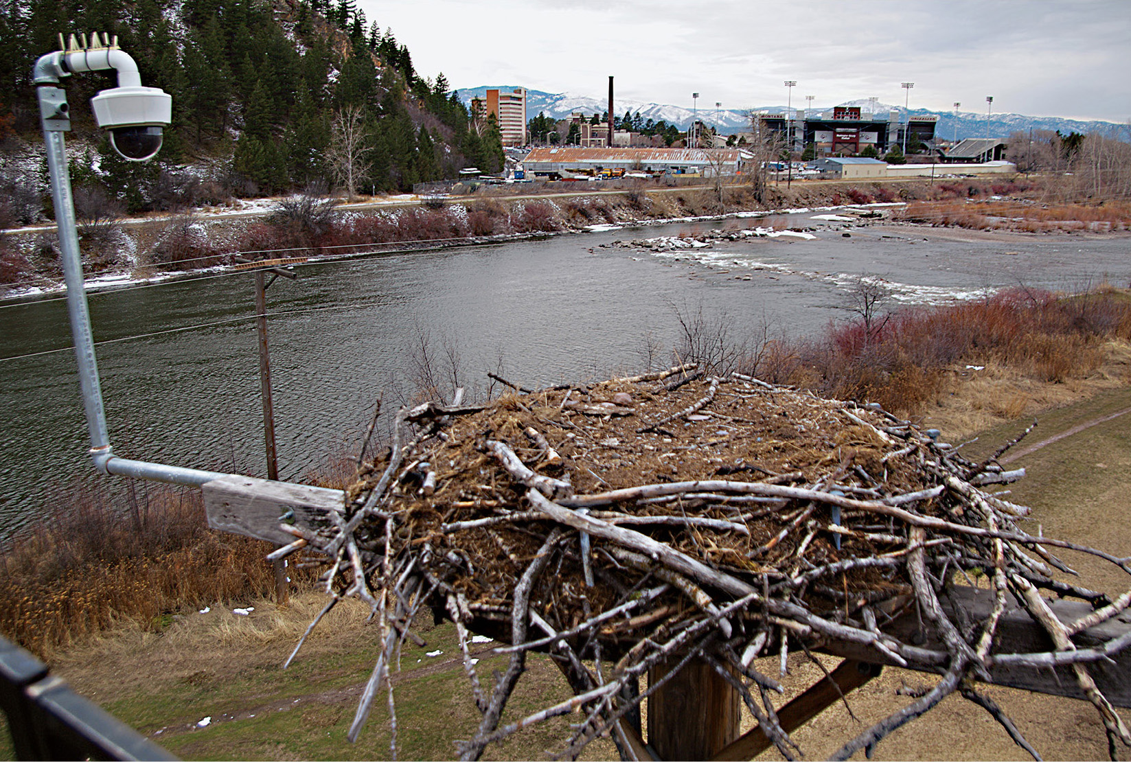 Its clear that the birds will have a lot of work to do fixing up their nest - photo 3