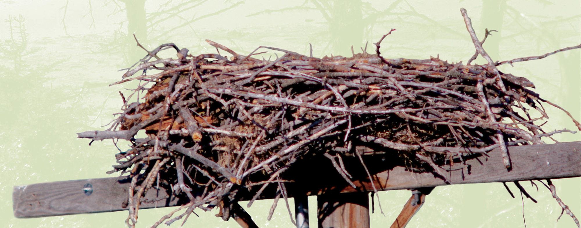 These young ospreys are growing up amid the mountains of Montana Erick - photo 5