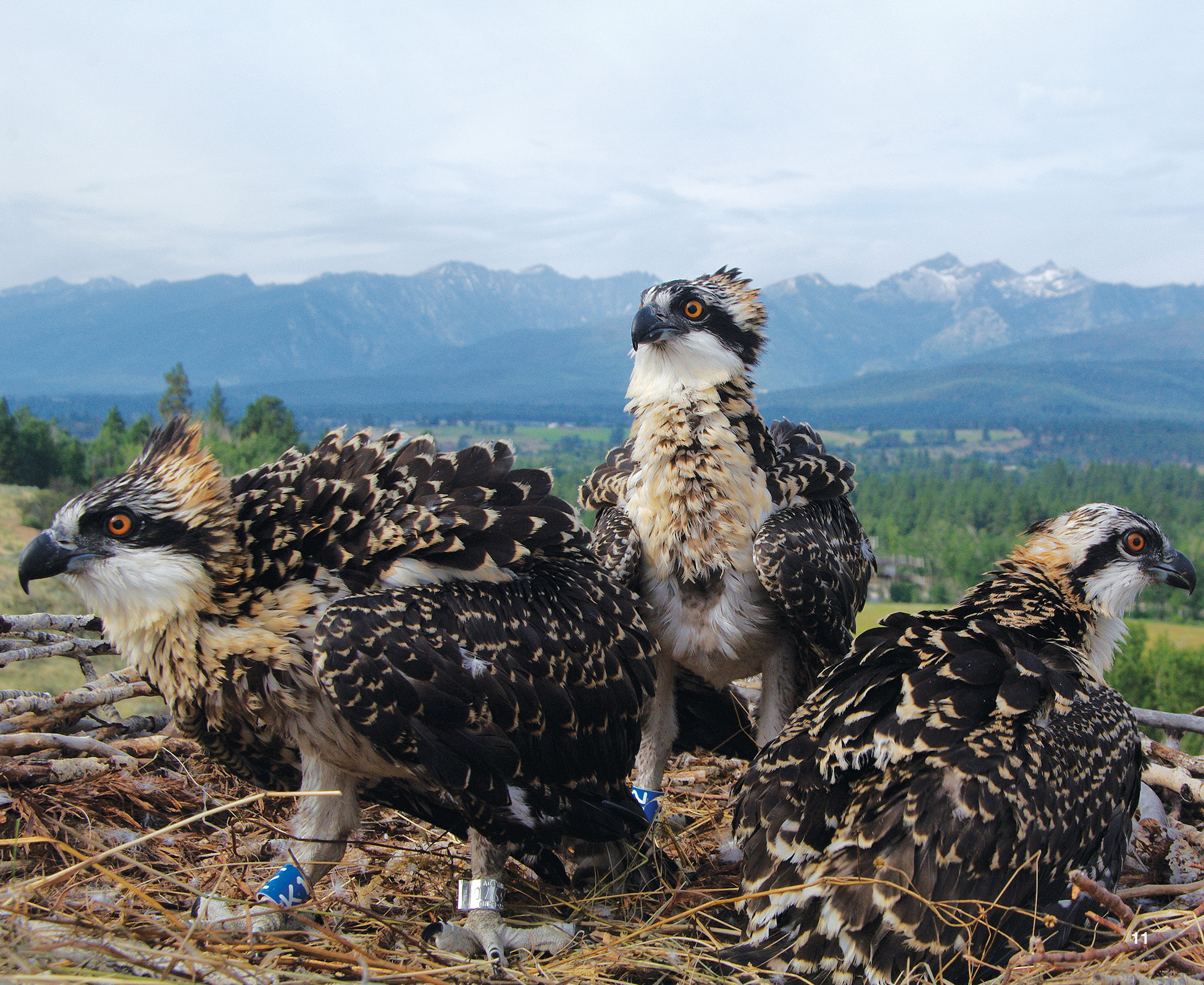 These young ospreys are growing up amid the mountains of Montana Erick - photo 6