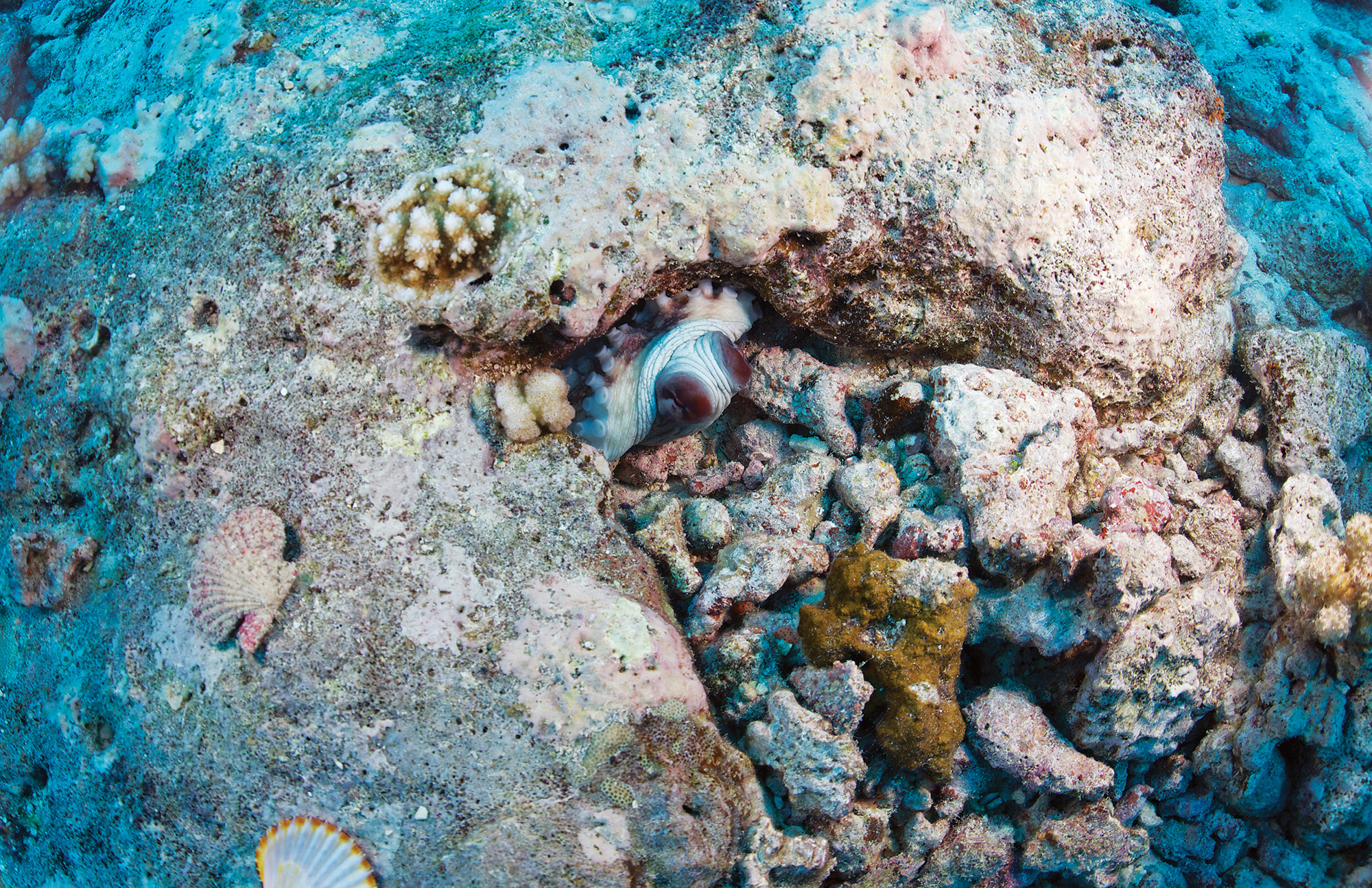 An octopus hiding in his home Can you find him Text copyright 2015 by Sy - photo 2