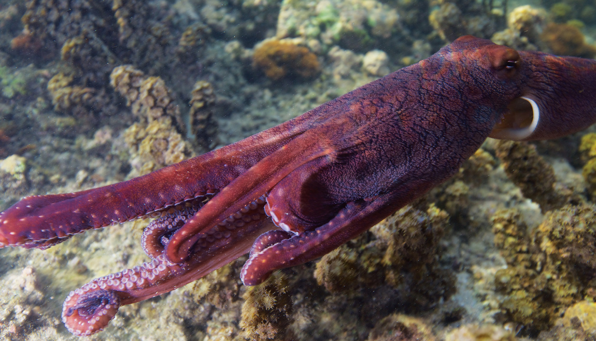 An octopus can jet away faster than a human swimmer can follow Octopuses are - photo 7