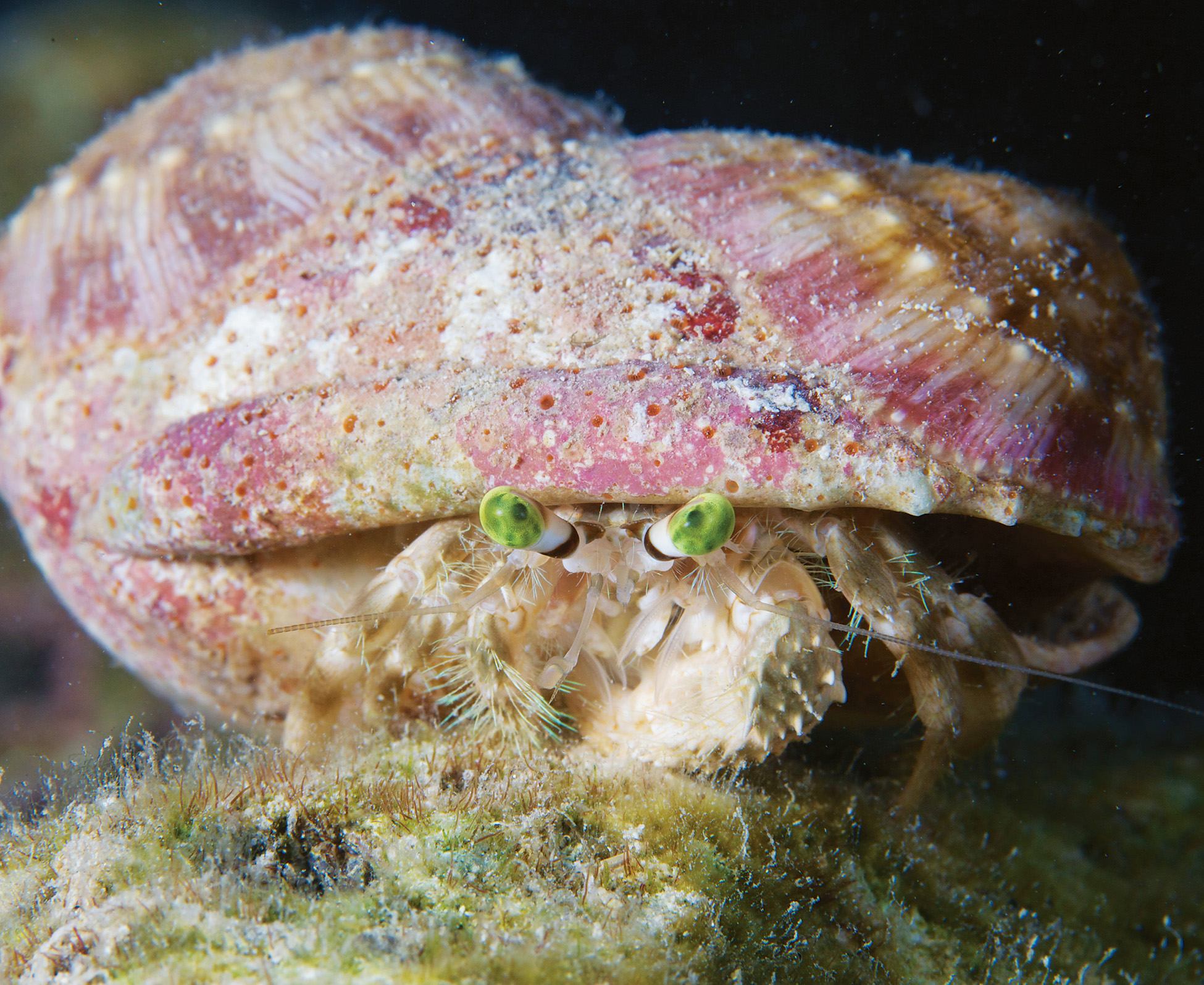 A small decorator crab might make a nice snack for an octopus To both hunt and - photo 8