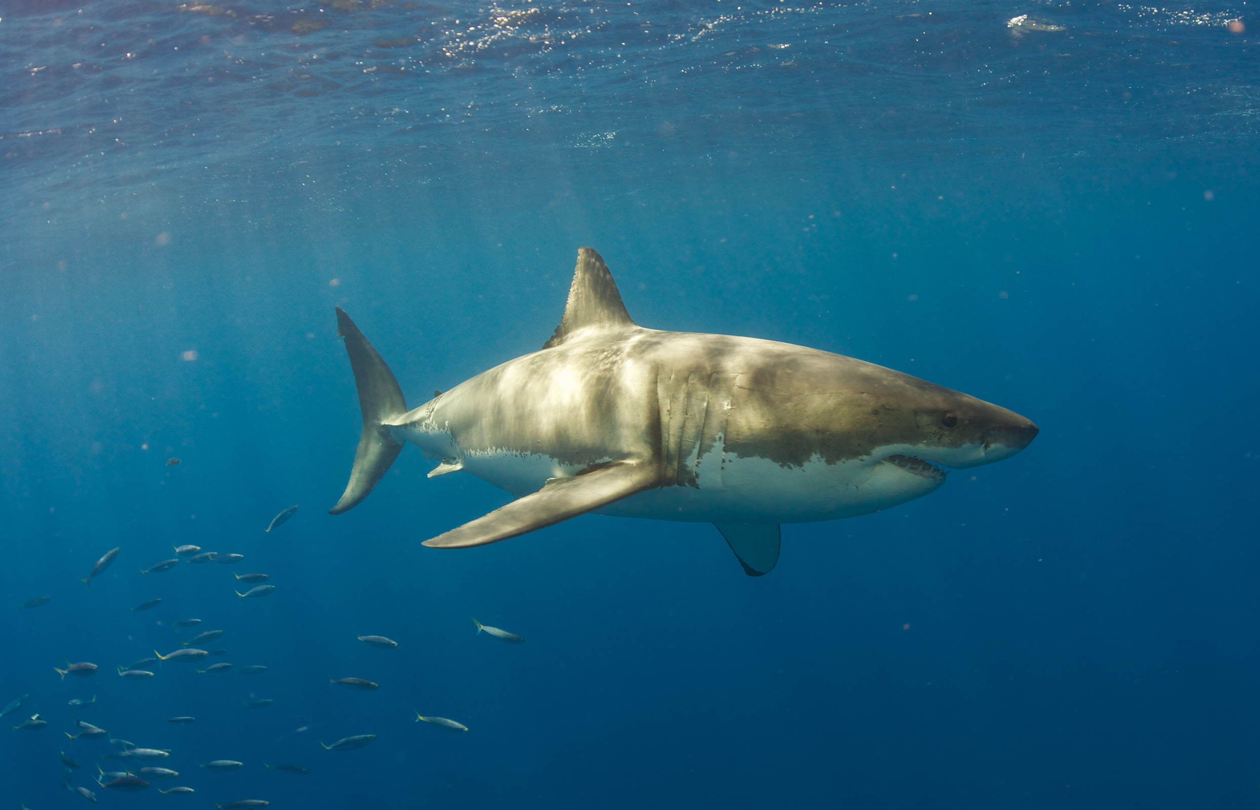 The Great White Shark Scientist - photo 3