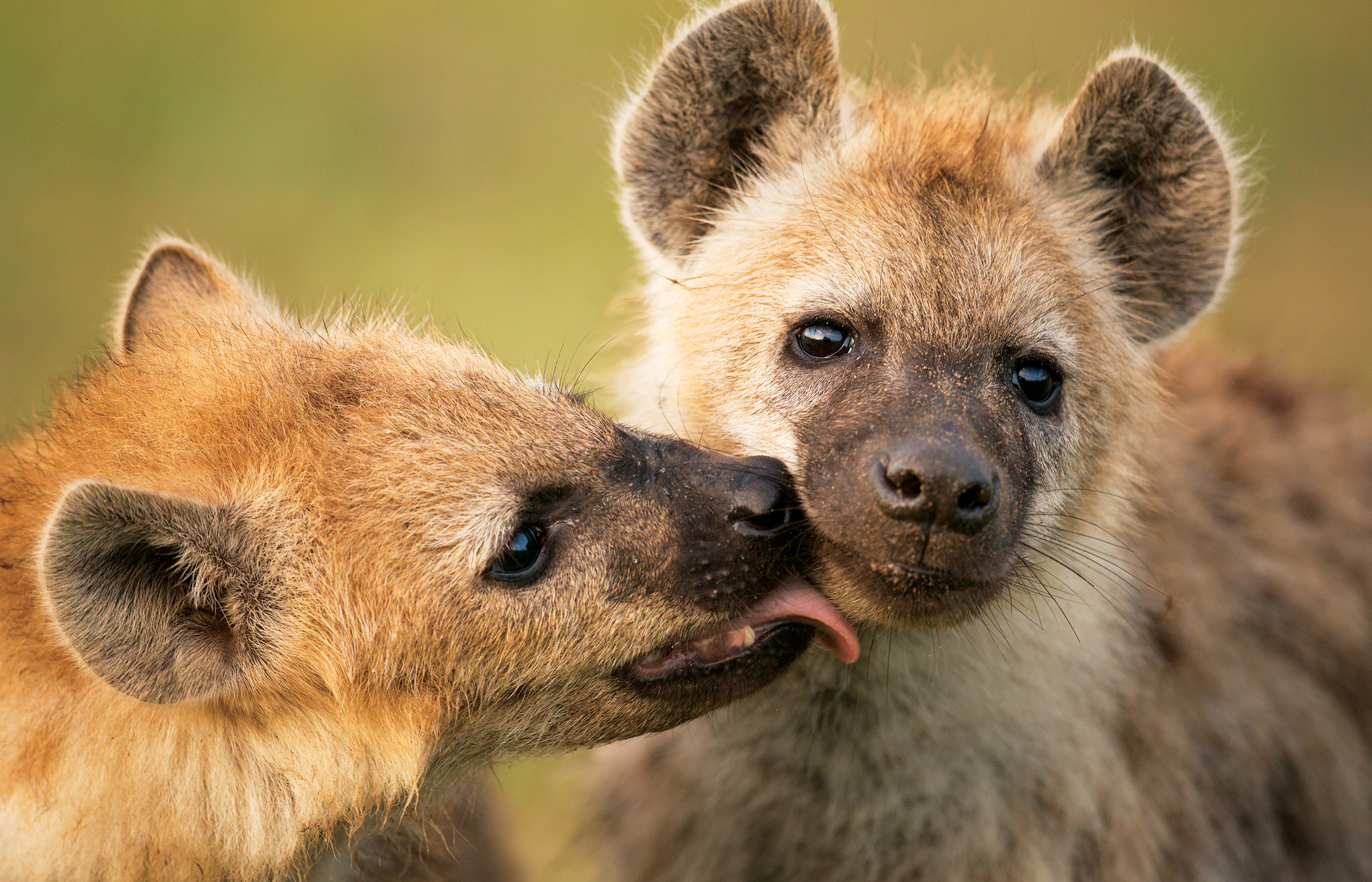 Hyena society is built on strong social bonds At the den the fluffy spotted - photo 4